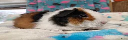 Guinea Pig rodents for sale: Baby Longhaired Boars Texel/Merino/Teddies RTR  - Advert 28