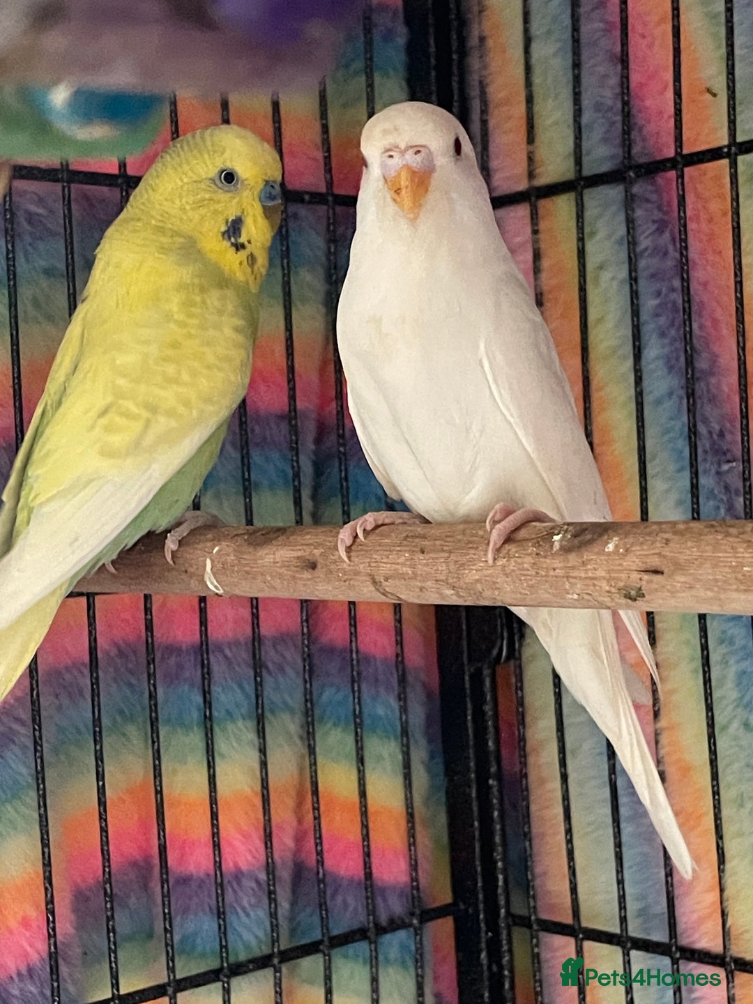 Budgerigars birds for sale: Baby Budgies’s xx males and females available  in Knutsford - Image 10