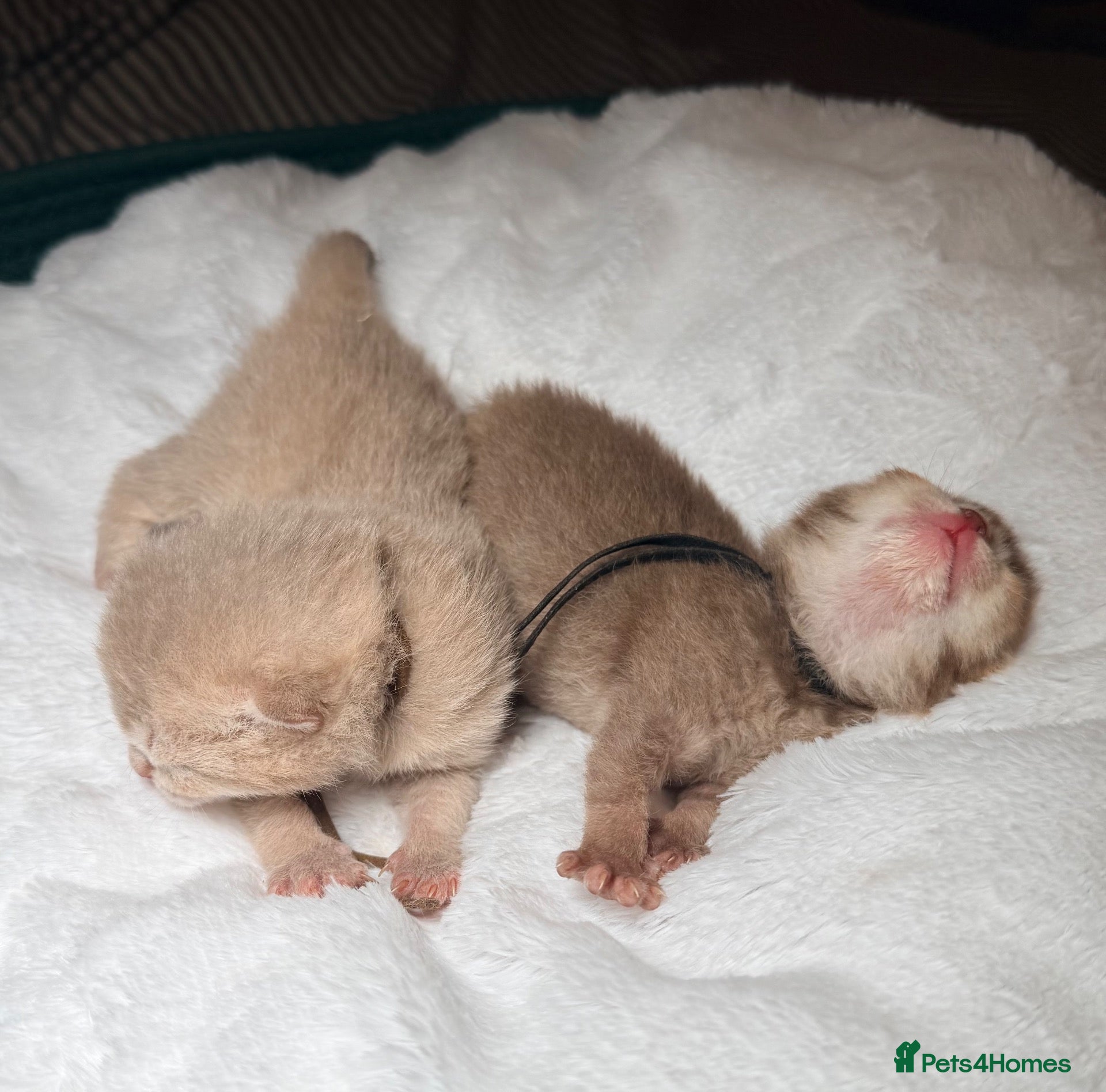 British Shorthair cats Chocolate and fawn golden kittens TICA reg  - Advert 2