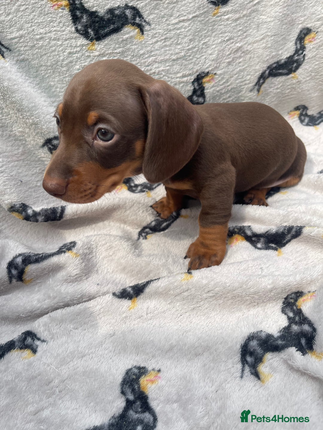 Miniature Dachshund dogs for sale: KC Reg Pedigree Mini Smooth Haired Dachshunds - Image 29