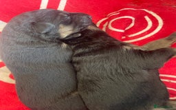 German Shepherd dogs for sale: German Shepherd puppies for sale (Full Pedigree) - Image 23