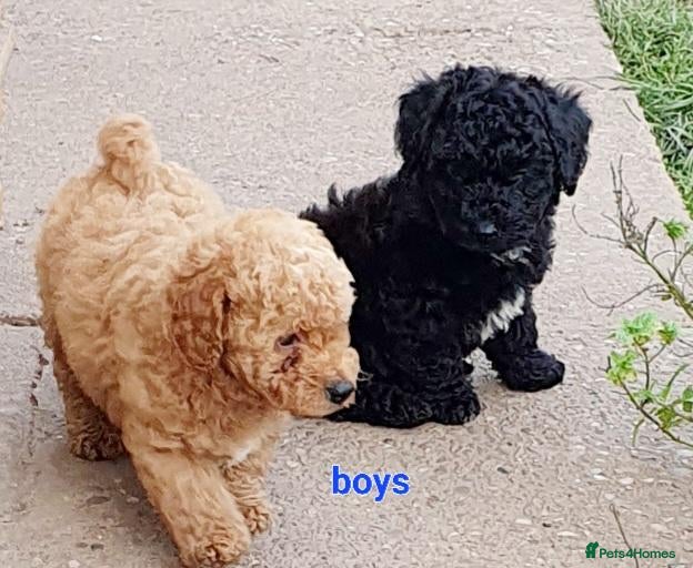 Maltipoo dogs for sale: F1 multipoo toy puppies  - Advert 2