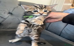 Bengal cats for sale: Stunning litter of Pure Bengals - Image 17