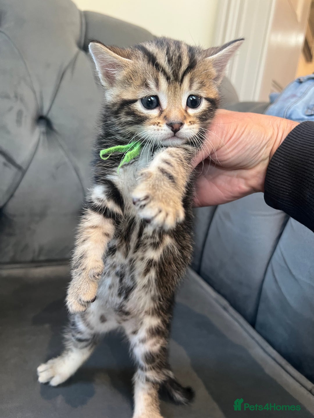 Bengal cats for sale: Stunning litter of Pure Bengals - Image 17