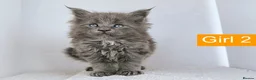 Maine Coon cats for sale: DNA health tested Maine coon kittens  - Advert 16