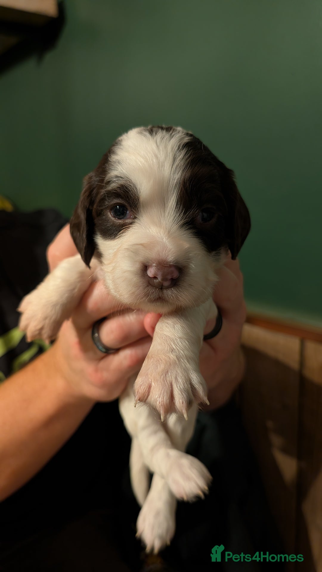 English Springer Spaniel dogs for sale: Gorgeous chunky Springer Spaniels for sale - Advert 15