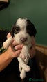English Springer Spaniel Puppy 8