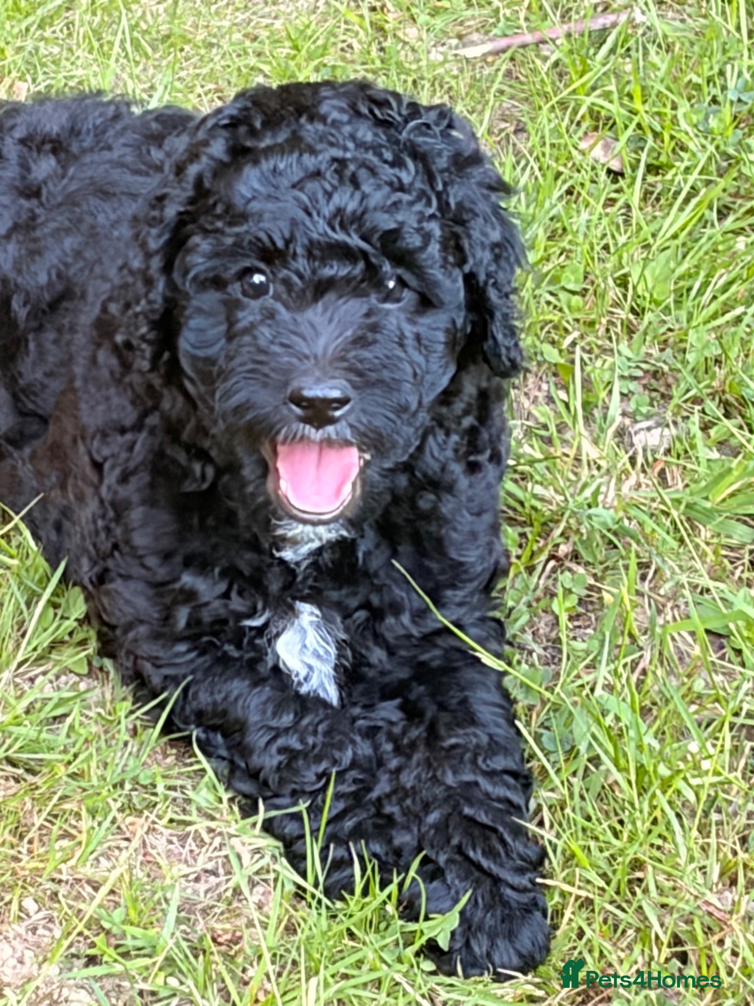 Mixed Breed dogs STUNNING AUSTRALIAN LABRADOODLE GIRL - Advert 1