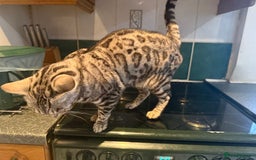 Bengal cats for sale: 4 year old silver Bengal female  - Image 3