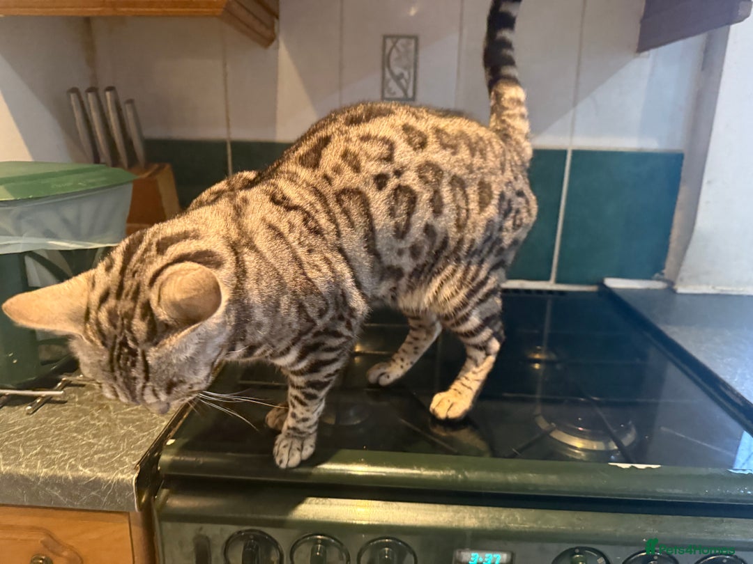 Bengal cats for sale: 4 year old silver Bengal female  - Image 3