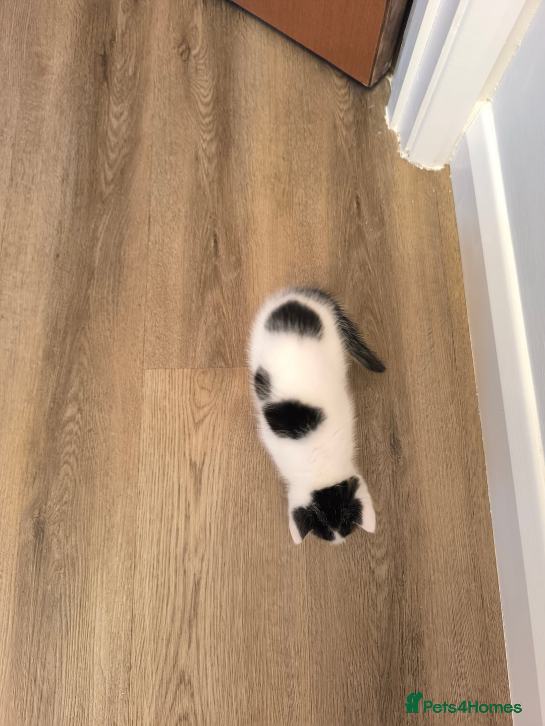 Mixed Breed cats for sale: Beautiful kittens are looking for a new family. - Advert 11