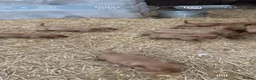 Labrador Retriever dogs for sale: Red fox Labrador puppies  - Advert 3