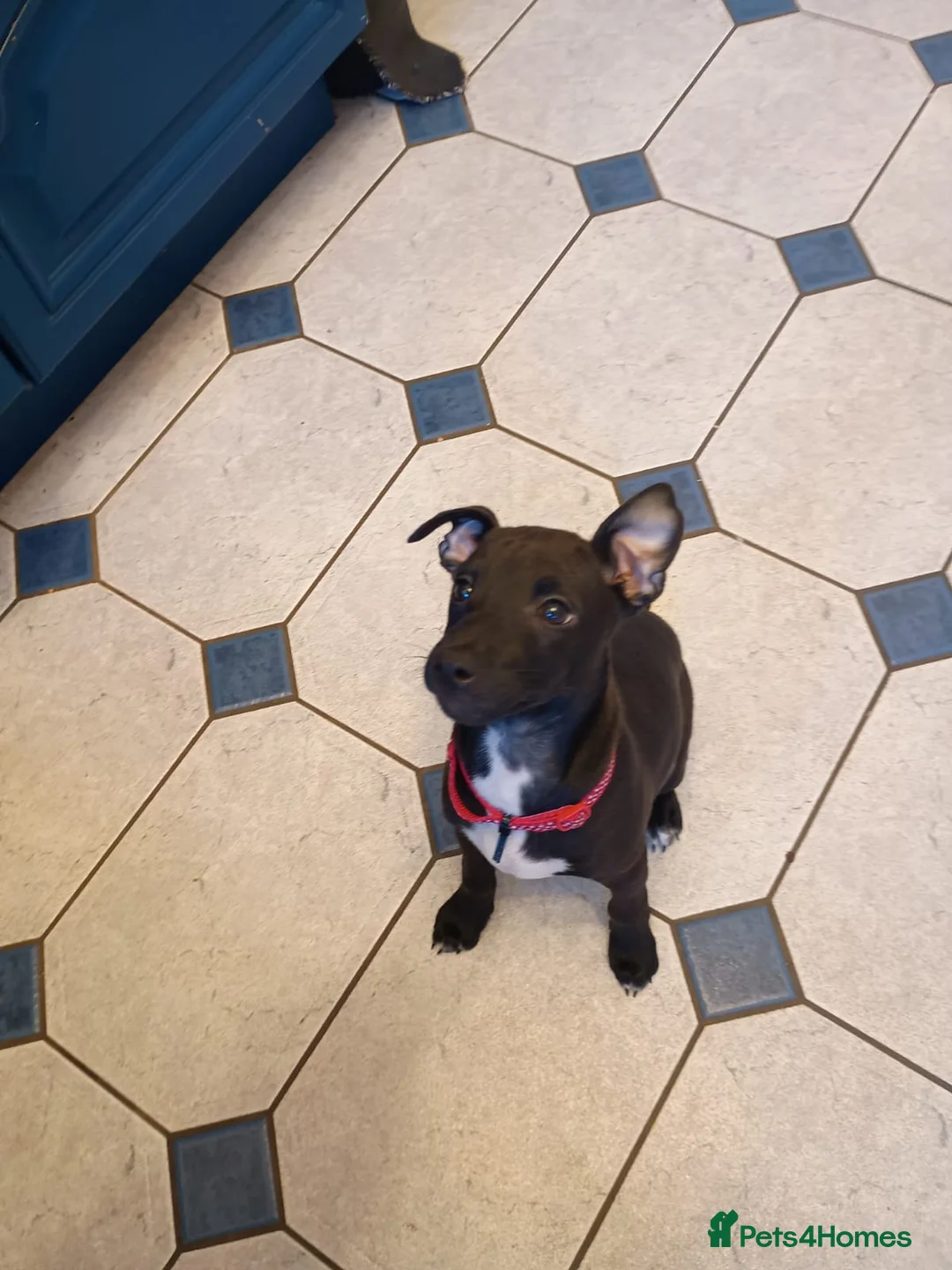 Mixed Breed dogs for sale: Woorier Pup  - Advert 3