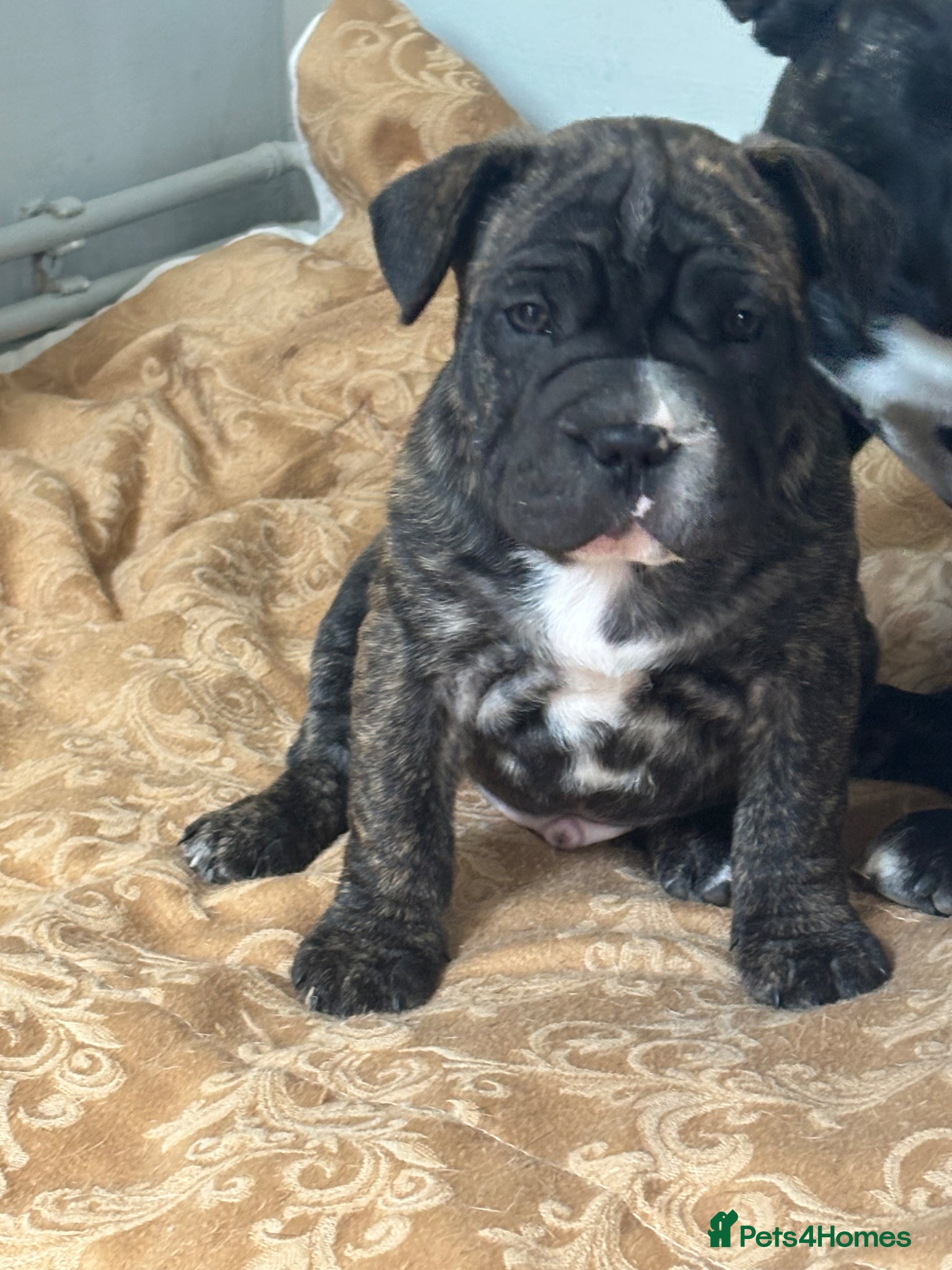 Mixed Breed dogs French bulldog cross - Advert 5