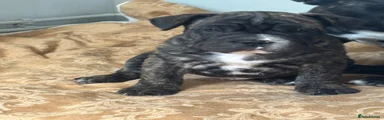Mixed Breed Puppy 1