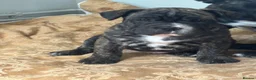 Mixed Breed dogs for sale: French bulldog cross in Manningtree - Advert 1
