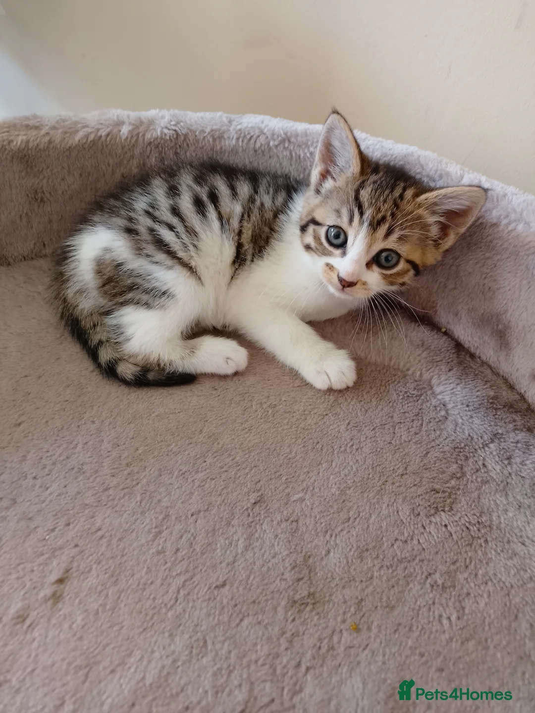 Mixed Breed cats for sale: Kitty's  in Peterborough - Advert 1