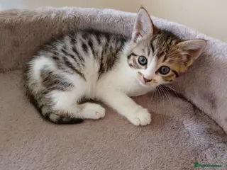 Mixed Breed cats Kitty's - Advert 13