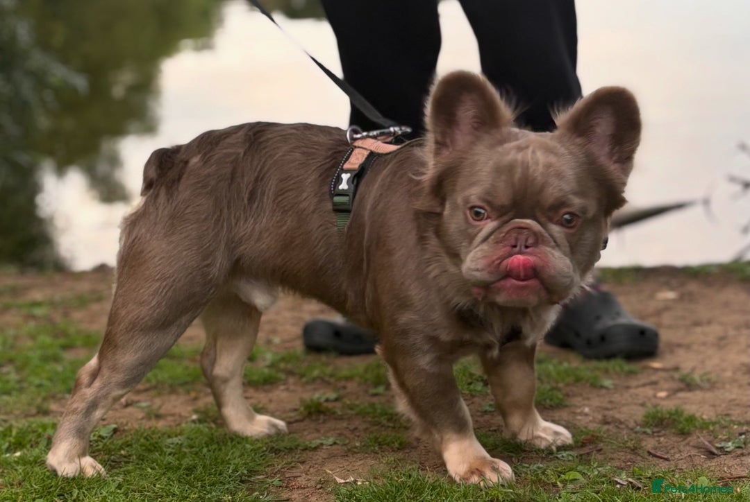 French Bulldog dogs for sale: Male fluffy french bulldog - Image 6