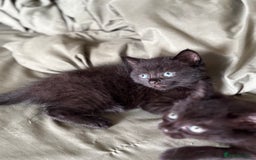 British Shorthair cats for sale: 🐾 Adorable Baby Kittens for Sale! 🐾 - Image 2