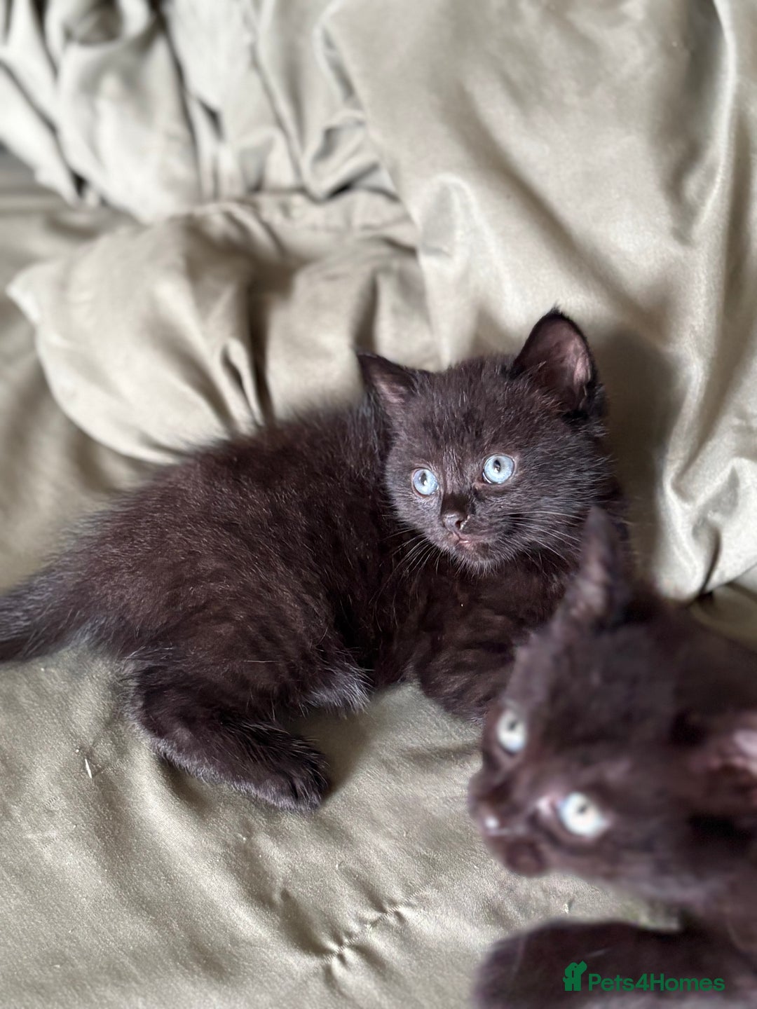 British Shorthair cats for sale: 🐾 Adorable Baby Kittens for Sale! 🐾 - Image 2