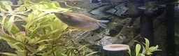Angelfish fish for sale: Angelfish and gourami in Romsey - Advert 2