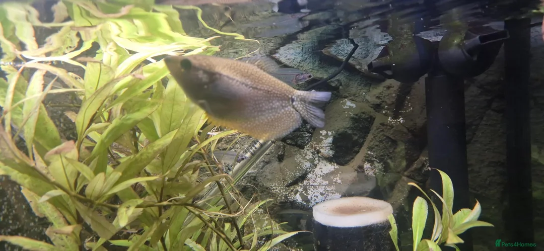 Angelfish fish for sale: Angelfish and gourami in Romsey - Advert 2