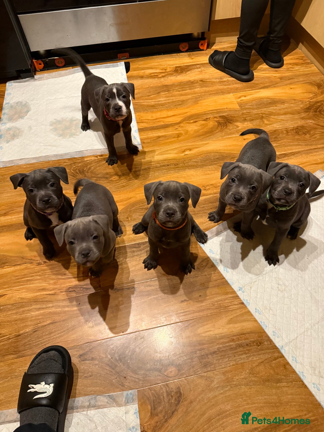 Staffordshire Bull Terrier dogs for sale: Lovely kc reg Staffordshire bull terrier puppies  - Image 36