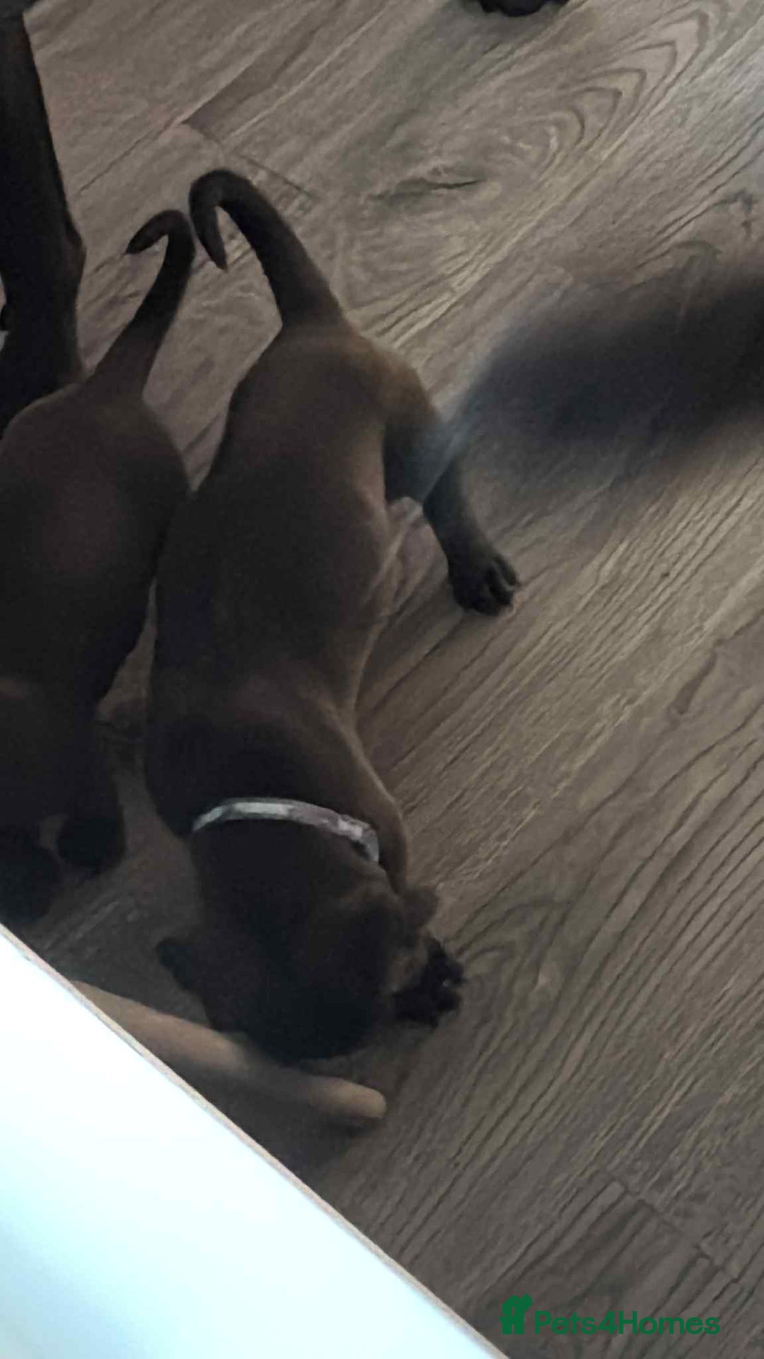 Cane Corso dogs for sale: Beautiful cane corso puppies  - Image 24