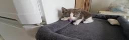 Mixed Breed cats for sale: 5 cuties looking for new forever homes - Advert 15