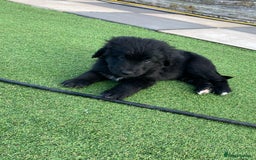 Bernedoodle dogs for sale: Bernedoodle puppies  - Advert 19