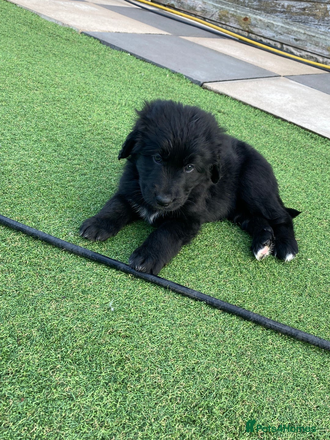 Bernedoodle dogs for sale: Bernedoodle puppies  - Advert 19