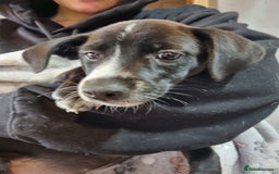 Mixed Breed dogs for sale: Mixed-Breed Puppies Ready for Their Forever Homes! - Image 3