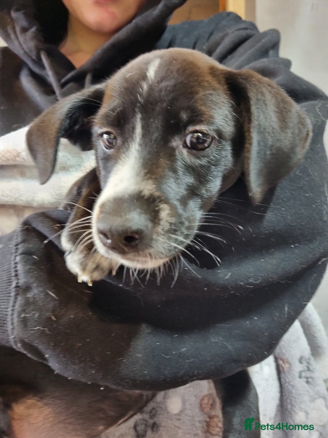 Mixed Breed dogs for sale: Mixed-Breed Puppies Ready for Their Forever Homes! - Image 3