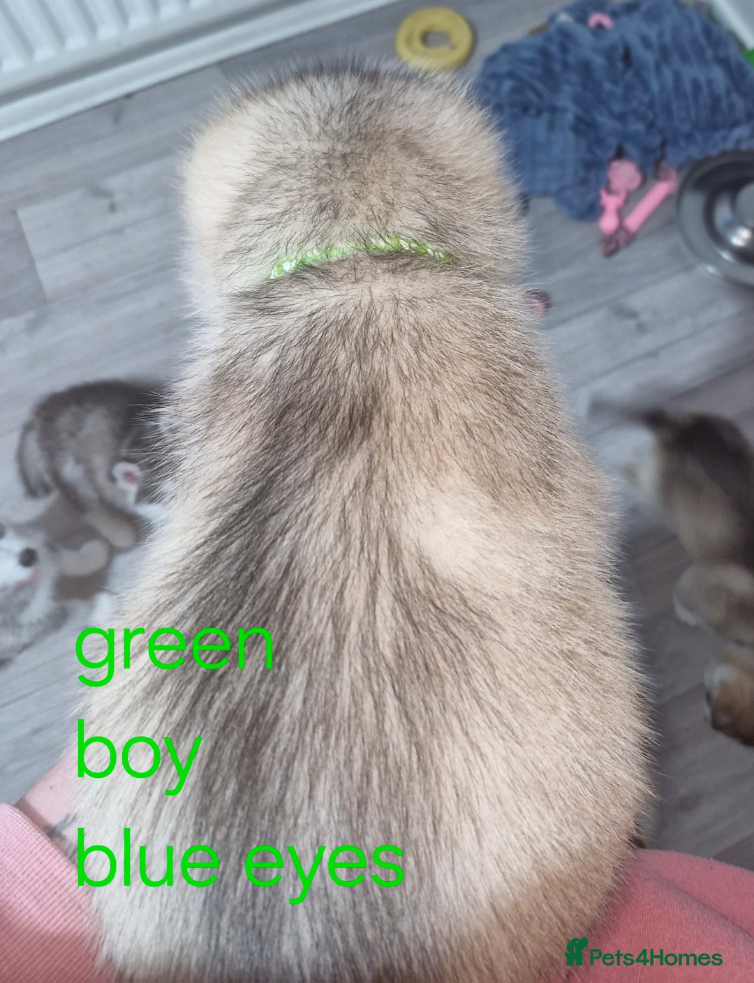 Siberian Husky dogs for sale: 8 husky pups - Advert 8