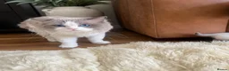 Ragdoll cats for sale: Ragdoll in Sittingbourne - Advert 5