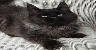 Maine Coon cats in Diss - Advert 2