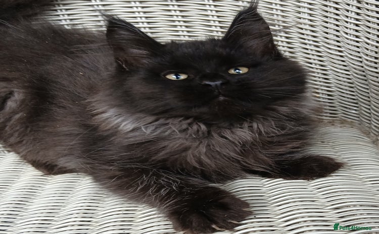Maine Coon cats in Diss - Advert 3