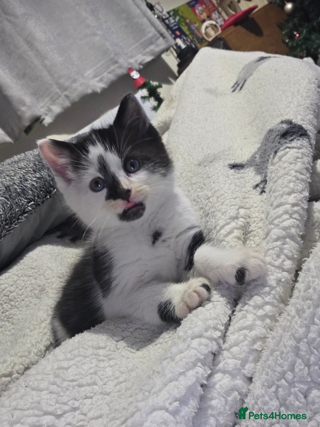 Mixed Breed cats for sale: 9 week old male kitten  - Advert 4