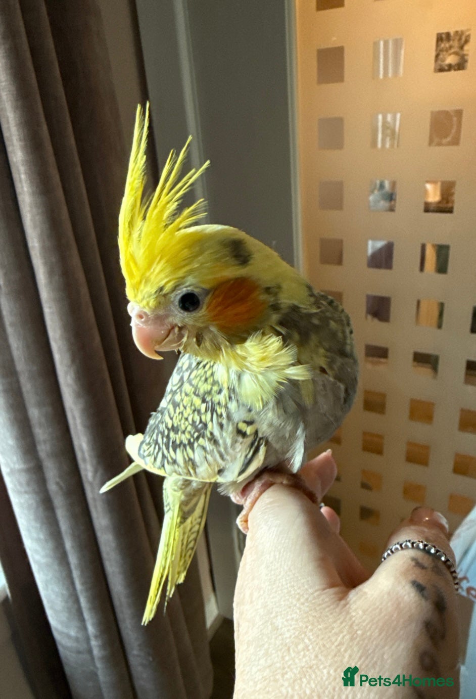 Budgerigars birds Hand reared cockatiels - Advert 13