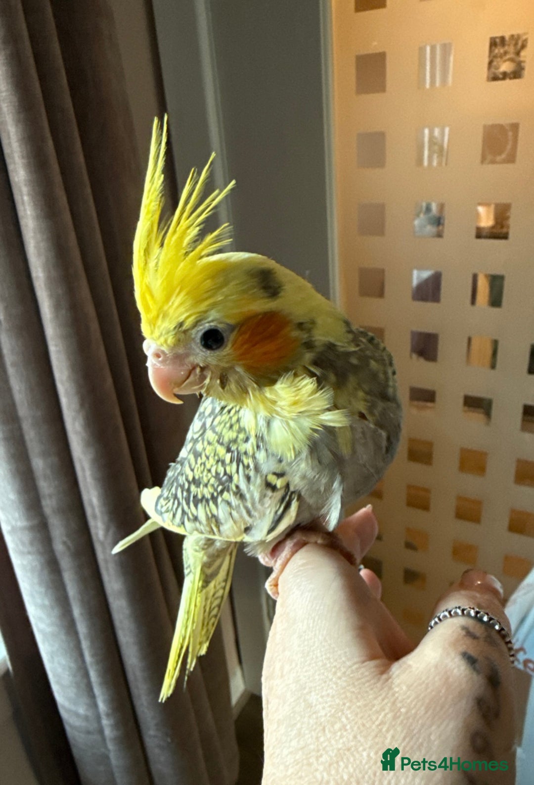 Budgerigars birds for sale: Hand reared cockatiels - Advert 1