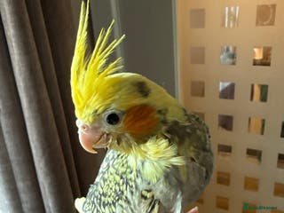 Budgerigars birds Hand reared cockatiels - Advert 16