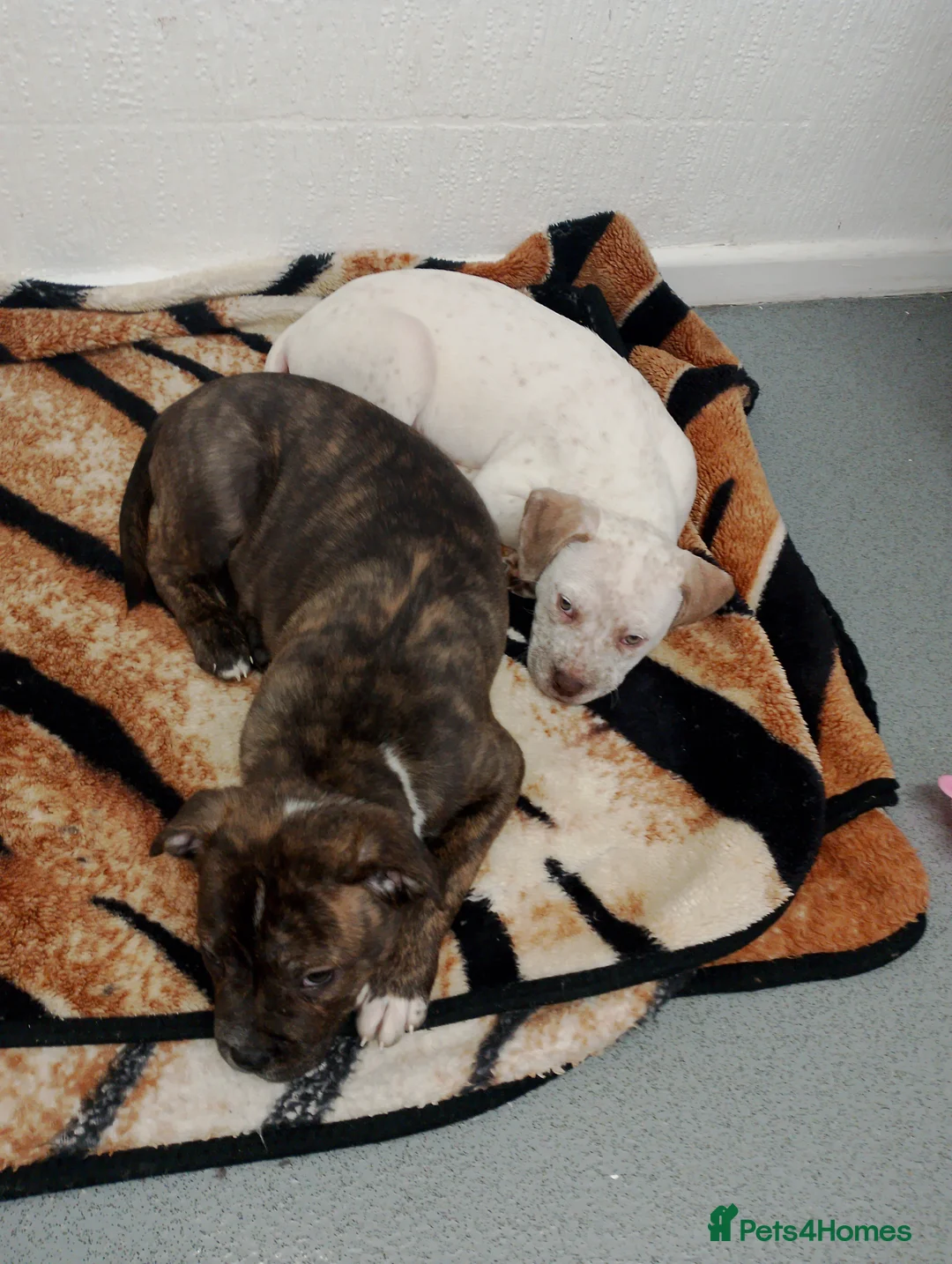 Mixed Breed dogs for sale: Dogs for sale in Bradford - Advert 3