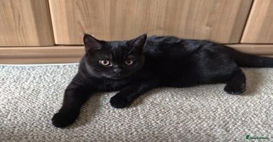Scottish Fold cats - Advert 3