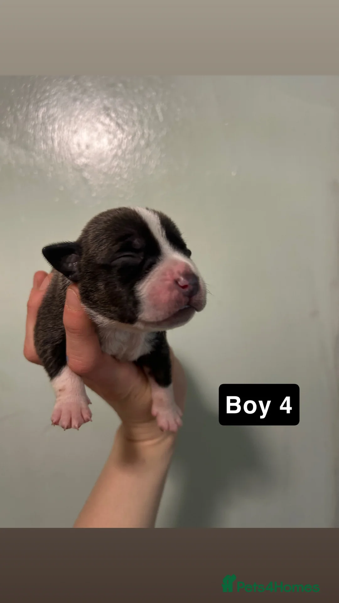 Staffordshire Bull Terrier dogs for sale: Staffordshire bull terrier puppies  - Advert 20
