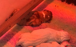Olde English Bulldogge dogs for sale: Olde English Bulldogges puppies  - Image 7