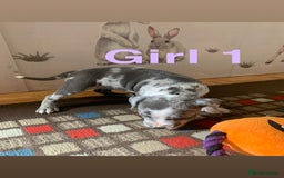Staffordshire Bull Terrier dogs for sale: RARE BLUE MERLE STAFFORDSHIRE BULL TERRIER PUPPIES - Image 5
