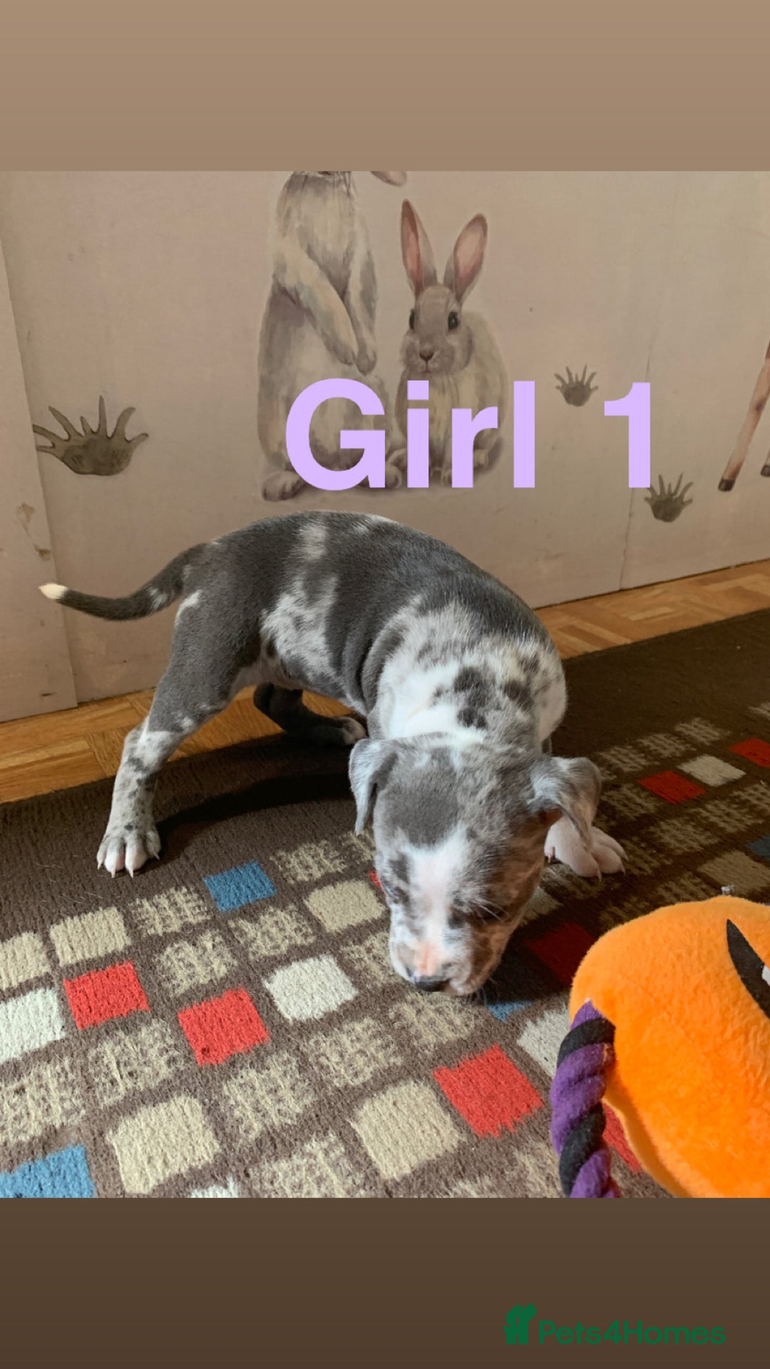 Staffordshire Bull Terrier dogs for sale: RARE BLUE MERLE STAFFORDSHIRE BULL TERRIER PUPPIES - Image 5
