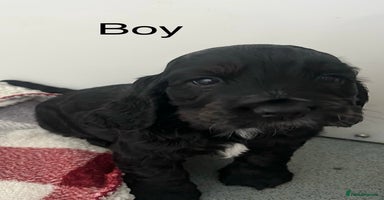 Cocker Spaniel dogs - Advert 10