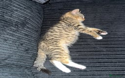 Mixed Breed cats for sale: Beautiful 9 WK Kitten Looking for a Loving Home  - Image 3